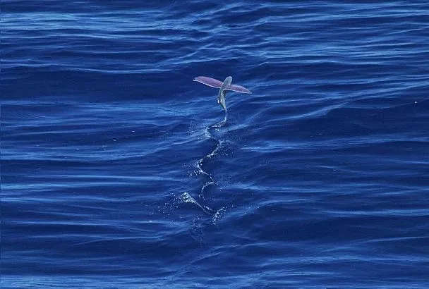 Летучая рыба: что за гостья такая, почему так необычна и почему ей поклонялись индейцы и пираты 