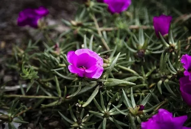 Портулак: неприхотливый цветок и полезное растение для дома