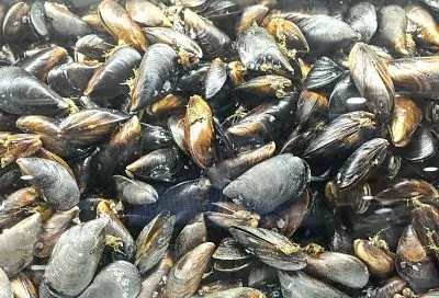 Черноморские креветки, рапаны и мидии вошли в базовый промысел в Азовском море из-за осолонения