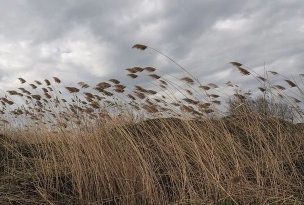 Сильный ветер будет терзать Краснодарский край до конца февраля