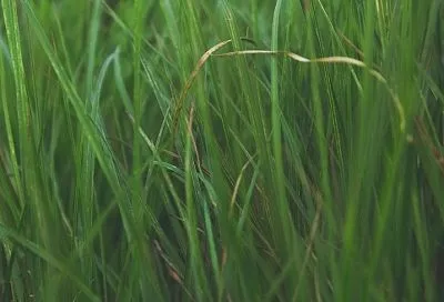 Война на истощение: как победить пырей на участке