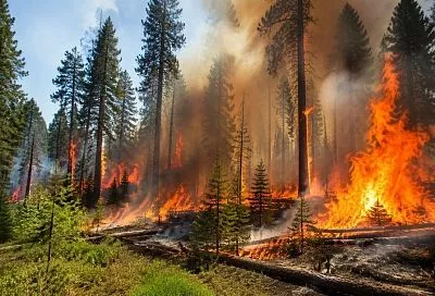 На севере Италии бушуют крупные лесные пожары: огонь уничтожил сотни гектаров