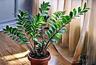 Растения, которые переживают зиму в условиях недостаточного освещения, часто выглядят даже более привлекательно, чем те, которые находятся на солнце