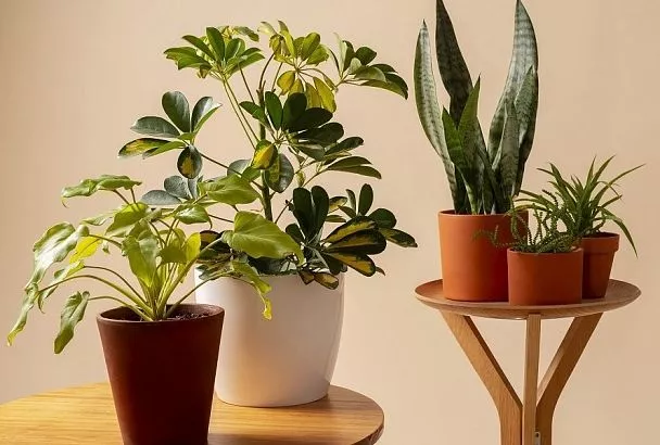 Новоселье для цветка: как правильно весной пересаживать комнатные растения