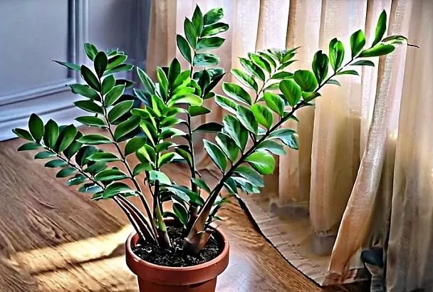 Растения, которые переживают зиму в условиях недостаточного освещения, часто выглядят даже более привлекательно, чем те, которые находятся на солнце