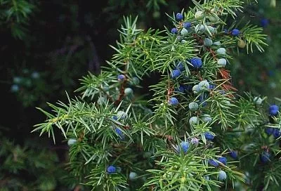 Чтобы на участке всегда была зелень: топ-4 самых простых в уходе хвойных растений