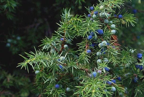 Чтобы на участке всегда была зелень: топ-4 самых простых в уходе хвойных растений