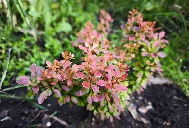 Три красных растения в саду, которые сделают вашу осень: их советуют ландшафтные дизайнеры