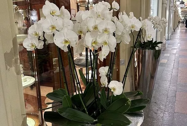 Если орхидея не цветет: хитрости, которые вернут им тропическую роскошь