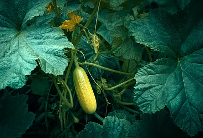 Один жёлтый огурец способен убить весь куст