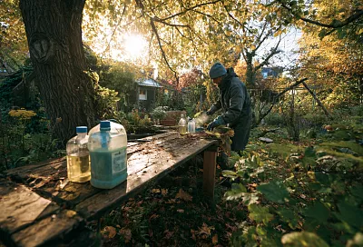 Искореняющая обработка сада осенью: главное не перемудрить