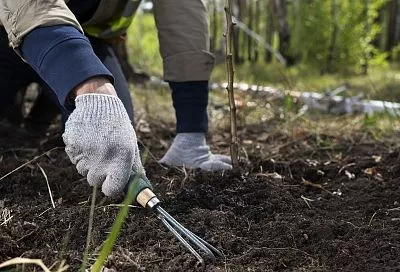 «Не покупай саженцы деревьев до 20 октября»: вот почему бывалый садовод запретил раньше