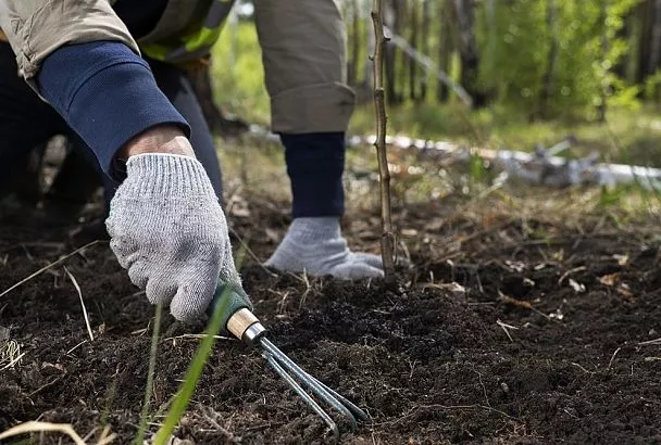 «Не покупай саженцы деревьев до 20 октября»: вот почему бывалый садовод запретил раньше