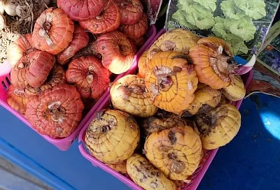 Гладиолусы перезимуют: что нужно сделать, прежде чем убрать луковицы на хранение