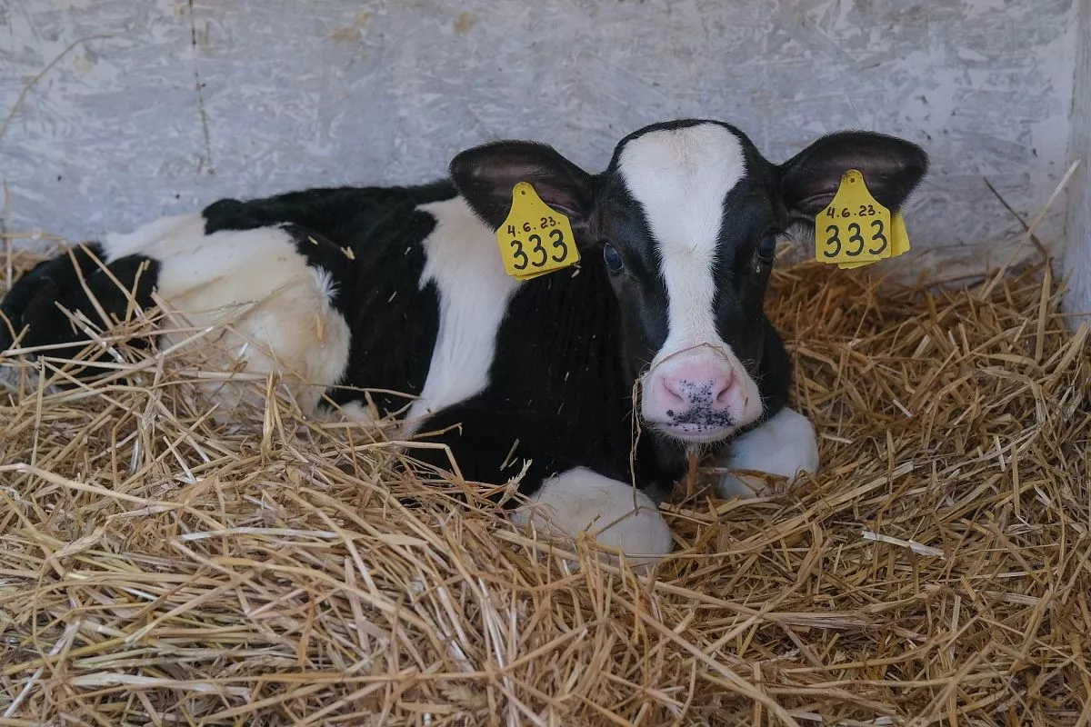 Особая гордость хозяйства - так называемые ясли для телят от рождения до двух месяцев.