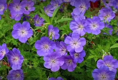 Не герань, а долгоцветущий фаворит: 5 причин посадить гибрид «Розанна» в саду – не требует обрезки, подавляет сорняки