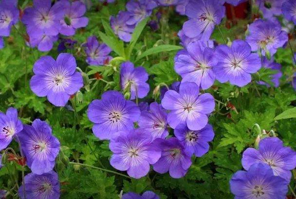 Не герань, а долгоцветущий фаворит: 5 причин посадить гибрид «Розанна» в саду – не требует обрезки, подавляет сорняки