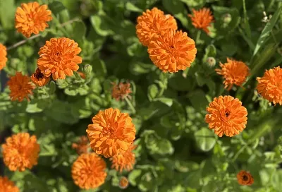 Календула избавит от белокрылки: мощное природное оружие от злейшего врага огорода