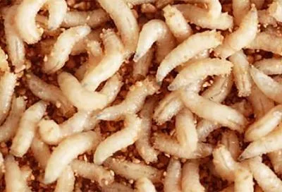 «Энергетик» для карася: как сделать из опарыша магнит для рыбы – 3 шага и забудешь про слабый клёв