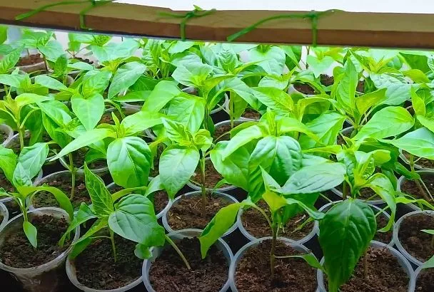 Заставьте рассаду перца давать море плодов, а не листья: тайный момент роста и лайфхак со светом