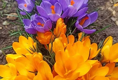 Не только тюльпаны и нарциссы: какие еще неприхотливые луковичные посадить осенью