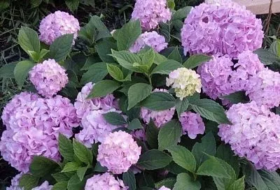 От мала до велика: как вырастить гортензию – от одной палочки до роскошного куста