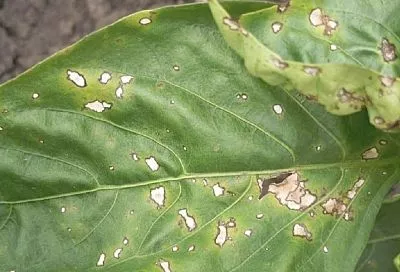 Кладоспориоз на перцах: частая проблема – эффективное решение