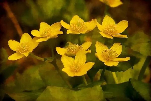 Купальница в саду: декоративные преимущества и практическая польза