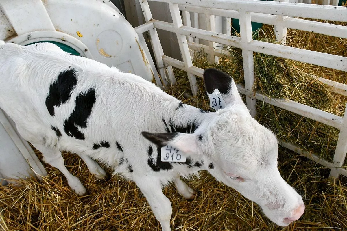 ФГУП "Кореновское"