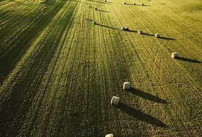 На Кубани могут ввести мораторий на банкротство сельхозпредприятий