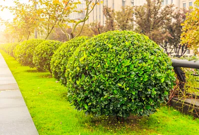 Власти Геленджика направят 87 миллионов рублей на обновление зеленого облика города