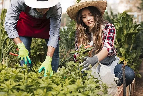 Пора в огород! 26 июня — срочные работы по лунному календарю после новолуния