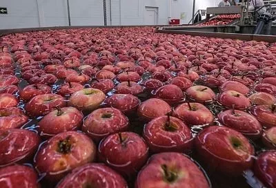 Вениамин Кондратьев: «Мощности садоводческих предприятий Кубани позволяют единовременно хранить до 420 тысяч тонн фруктов»