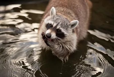 В Минприроды Краснодарского края опровергли информацию о массовом отстреле енотов