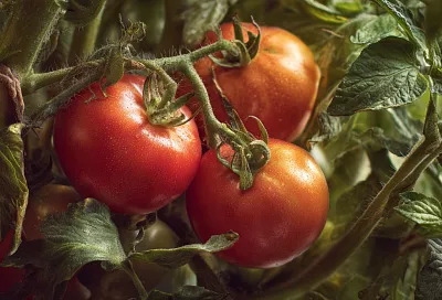 Когда томаты уже налились: как не испортить урожай в самом конце