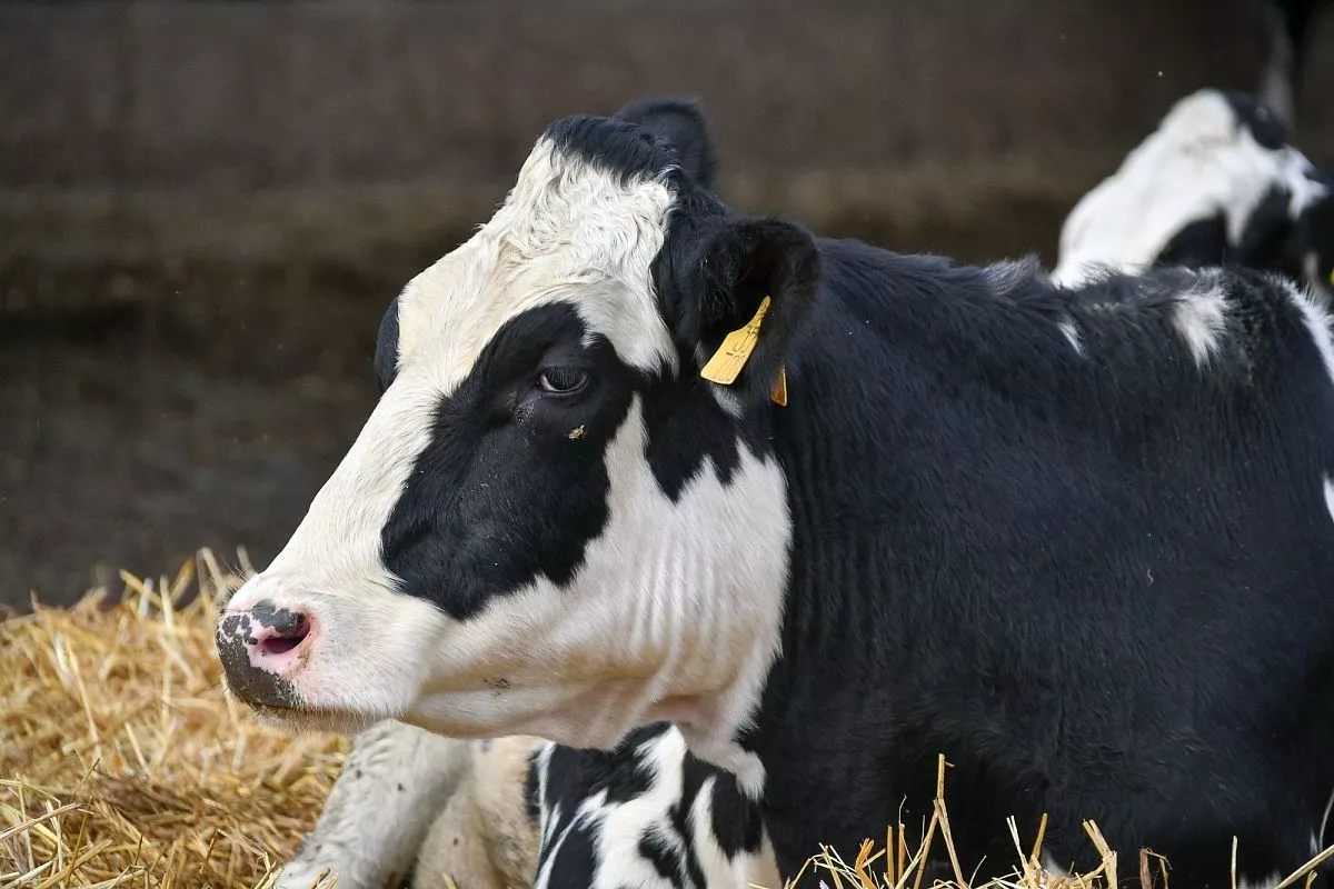 ФГУП "Кореновское"