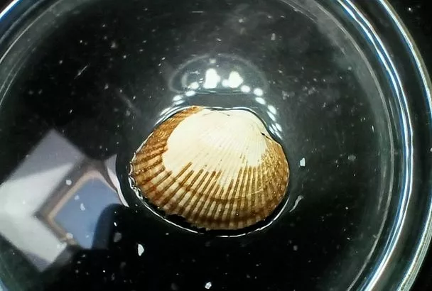 Моллюск-вселенец обживается в Азовском море: ученые вывели формулу для подсчета скорости роста анадары