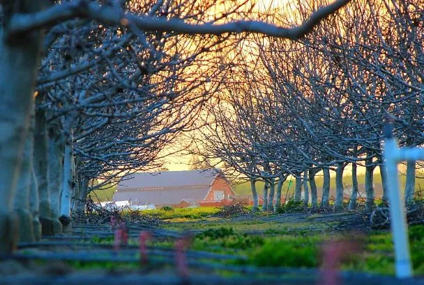 Сжигает всех садовых вредителей сразу: секрет убойной обработки мочевиной осенью 