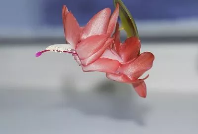 Подкормил декабрист в ноябре этим - и роскошное цветение уже к Новому году