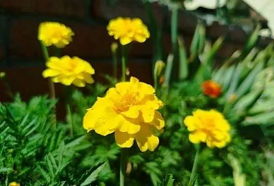 Бархатцы вредят: оказывается, эти, безусловно, полезные растения полезны не во всем