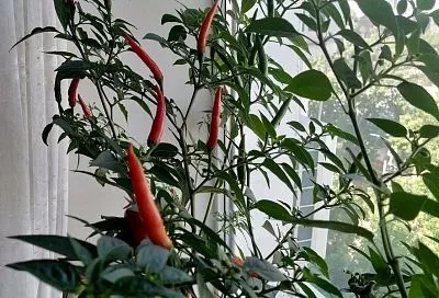 Сладкий перец на окне: выращиваю круглый год как цветы – и всегда со свежими овощами