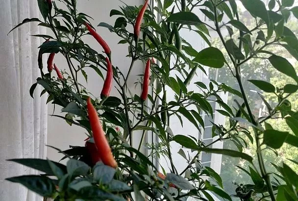 Сладкий перец на окне: выращиваю круглый год как цветы – и всегда со свежими овощами