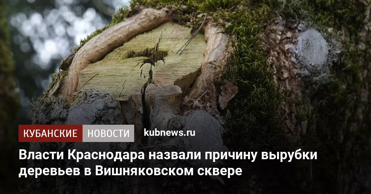 Власти Краснодара назвали причину вырубки деревьев в Вишняковском сквере