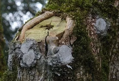 Власти Краснодара назвали причину вырубки деревьев в Вишняковском сквере