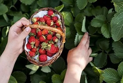 Уход за клубникой после сбора урожая за 5 шагов — подкормка, обрезка, обработка