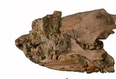 Череп вымершей амфибии впервые описали палеонтологи по находкам из Краснодарского края 