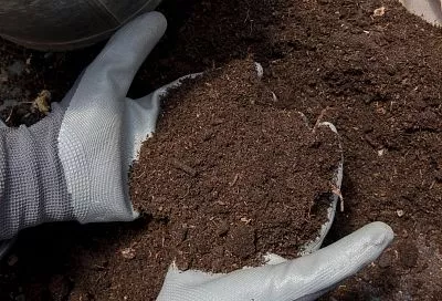 Обработал ими почву осенью, и к весне ни одного вредителя или болезни: можно при похолодании