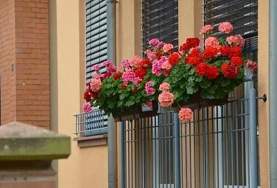 Осенью ухаживаю за геранью, как за капризной царицей: что надо делать ради красоты и здоровья любимого цветка