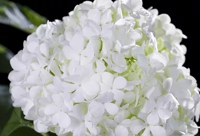 Коричневая гортензия: причины поражения соцветий и способы их устранения