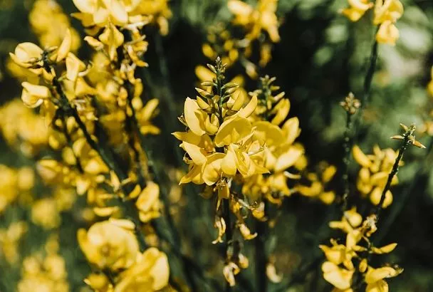 Как глициния, только желтая: посадите на участке это растение, и он станет похож на райский сад